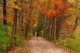 Image result for Trail in Woods during Fall
