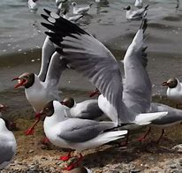青海湖鸟岛 的图像结果