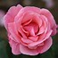 Image result for Elizabeth II Roses