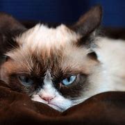 Image result for Grumpy Cat HD
