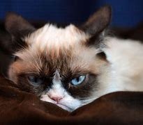 Image result for Grumpy Cat Sad Face