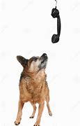 Image result for Chihuahua On Phone