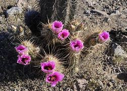 Image result for Types of Desert Cactus