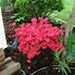 Image result for Rhododendron (AJ) Hino Crimson