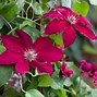 Image result for Types of Purple Clematis