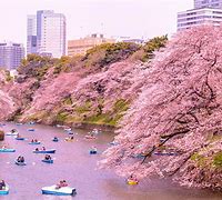 Image result for Tokyo Spring