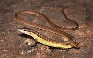 Image result for Long Tail Lizard