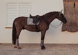 Image result for Equestrian Stockholm Dressage Saddle Pad
