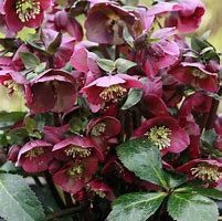 Image result for Helleborus Scarletta