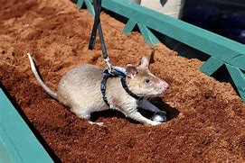 Image result for 2M Rats