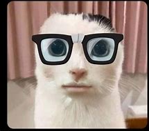 Image result for Distorted Cat Meme