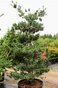 Image result for Pinus parviflora Hatch - Ichi