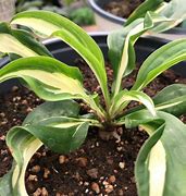 Image result for Hosta Twisted Spearmint