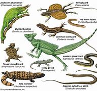 Image result for Lizard Family