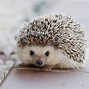 Image result for Domestic Hedgehog