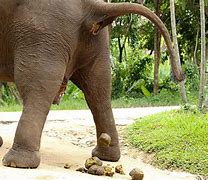 Image result for Animal Poop Elephan