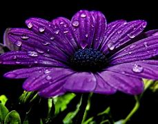 Image result for Cool Purple Wallpapers for PC