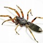 Image result for Top 10 Dangerous Spiders