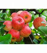 Image result for Braeburn Apple Tree