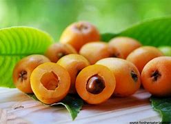 Image result for China Pipa Fruit Tree