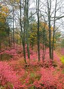 Image result for Pink Fall Lock Screen