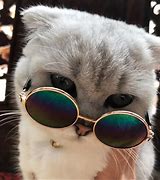 Image result for Cool Cat Profile Sunglass