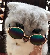 Image result for Cool Cat Glasses