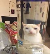Image result for Cat Face Meme Distorted
