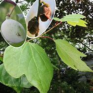 Image result for Asimina triloba Overlese