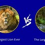 Image result for Tiger Attack Lion