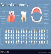 Image result for Adult Teeth Anatomy