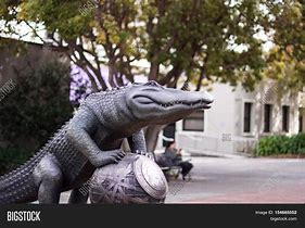 Image result for SFSU Alligator