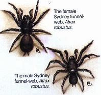 Image result for Male and Female Sydney Funnel Web Spider