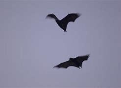 Image result for Bats Flying in Purple Sky