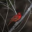 Image result for red bird