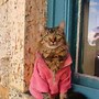 Image result for Kittens Wearing Clothes