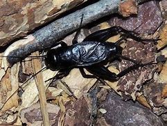 Image result for Cute Cricket Gryllus