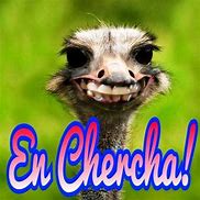 Image result for chercha