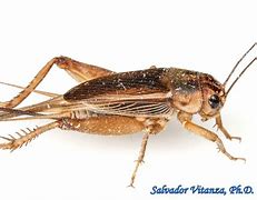 Image result for Gryllidae