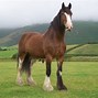 Image result for British Horse Breeds