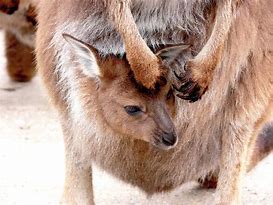 Image result for Kangaroo Joey Pouch
