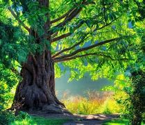 Image result for Tree Background Wallpaper