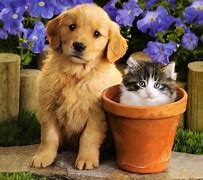 Image result for Pups and Kittens