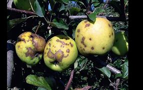 Image result for Red Delicious Apple Fungus