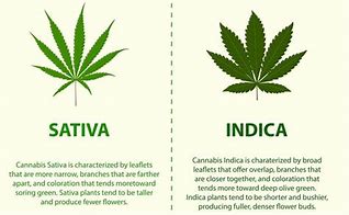 Image result for Types of Marijuana Sativa vs Indica