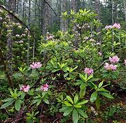 Image result for 8 Native Plants to Washington State
