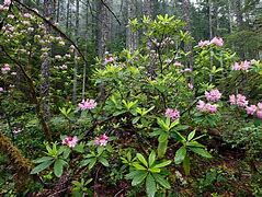 Image result for Washington State Native Plants Slope