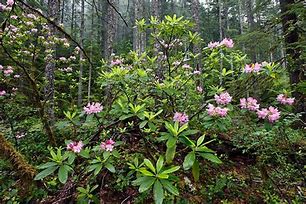 Image result for Washington State Native Plants