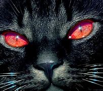 Image result for Evil Cat Face