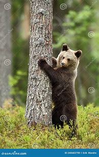 Image result for Bear-Hugging Tree